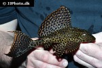 pterygoplichthys gibbiceps pterygoplichthys gibbiceps