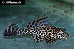 pterygoplichthys gibbiceps pterygoplichthys gibbiceps