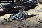 pterygoplichthys gibbiceps pterygoplichthys gibbiceps