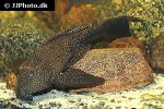 pterygoplichthys gibbiceps pterygoplichthys gibbiceps