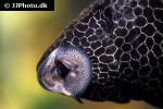 pterygoplichthys gibbiceps pterygoplichthys gibbiceps