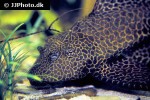pterygoplichthys gibbiceps pterygoplichthys gibbiceps