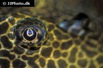 pterygoplichthys gibbiceps pterygoplichthys gibbiceps