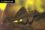 pterygoplichthys gibbiceps pterygoplichthys gibbiceps