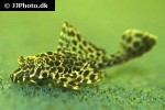 pterygoplichthys gibbiceps pterygoplichthys gibbiceps