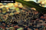 pterygoplichthys gibbiceps pterygoplichthys gibbiceps