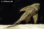 pterygoplichthys gibbiceps pterygoplichthys gibbiceps