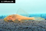 pterygoplichthys gibbiceps albino pterygoplichthys gibbiceps albino