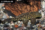 pterygoplichthys joselimaianus pterygoplichthys joselimaianus
