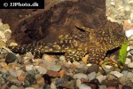 pterygoplichthys joselimaianus pterygoplichthys joselimaianus