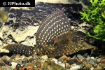 pterygoplichthys joselimaianus pterygoplichthys joselimaianus