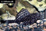 pterygoplichthys joselimaianus pterygoplichthys joselimaianus