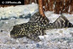 pterygoplichthys joselimaianus pterygoplichthys joselimaianus