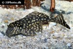 pterygoplichthys joselimaianus pterygoplichthys joselimaianus