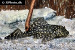 pterygoplichthys joselimaianus pterygoplichthys joselimaianus