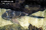 pterygoplichthys pardalis pterygoplichthys pardalis