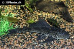 pterygoplichthys pardalis pterygoplichthys pardalis