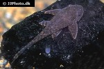 pterygoplichthys pardalis pterygoplichthys pardalis