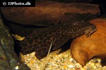 pterygoplichthys pardalis pterygoplichthys pardalis