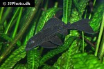pterygoplichthys pardalis pterygoplichthys pardalis