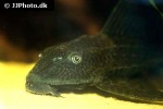pterygoplichthys pardalis pterygoplichthys pardalis