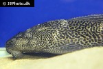 pterygoplichthys pardalis pterygoplichthys pardalis