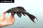 pterygoplichthys pardalis pterygoplichthys pardalis