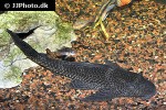 pterygoplichthys pardalis pterygoplichthys pardalis