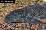 pterygoplichthys pardalis pterygoplichthys pardalis