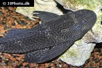 pterygoplichthys pardalis pterygoplichthys pardalis