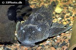 pterygoplichthys pardalis pterygoplichthys pardalis