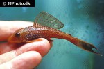 pterygoplichthys pardalis albino pterygoplichthys pardalis albino