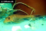 pterygoplichthys pardalis albino pterygoplichthys pardalis albino