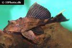 pterygoplichthys scrophus pterygoplichthys scrophus