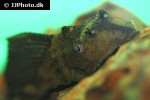 pterygoplichthys scrophus pterygoplichthys scrophus
