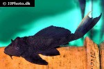 pterygoplichthys scrophus pterygoplichthys scrophus