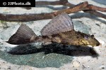 pterygoplichthys scrophus pterygoplichthys scrophus