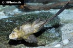 pterygoplichthys scrophus pterygoplichthys scrophus