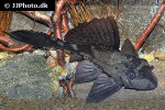 pterygoplichthys scrophus pterygoplichthys scrophus