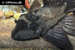 pterygoplichthys scrophus pterygoplichthys scrophus