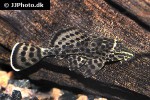 pterygoplichthys weberi pterygoplichthys weberi