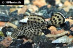pterygoplichthys weberi pterygoplichthys weberi