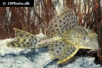 pterygoplichthys weberi pterygoplichthys weberi