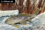 pterygoplichthys weberi pterygoplichthys weberi