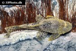pterygoplichthys weberi pterygoplichthys weberi