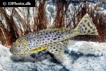 pterygoplichthys weberi pterygoplichthys weberi