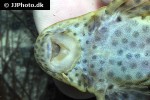pterygoplichthys weberi pterygoplichthys weberi
