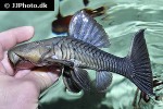 rhinelepis strigosa rhinelepis strigosa