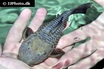 rhinelepis strigosa rhinelepis strigosa