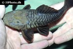 rhinelepis strigosa rhinelepis strigosa